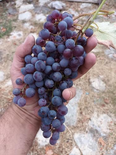 GRAPES