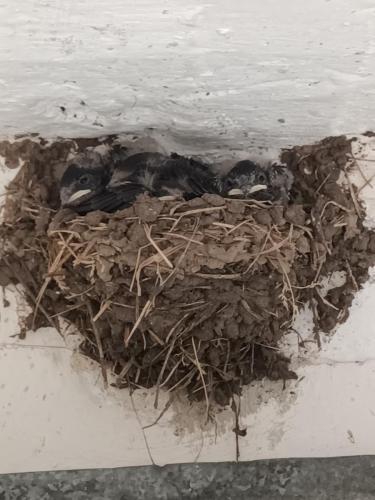 STARLINGS NEST ABOVE FRONT DOOR 1